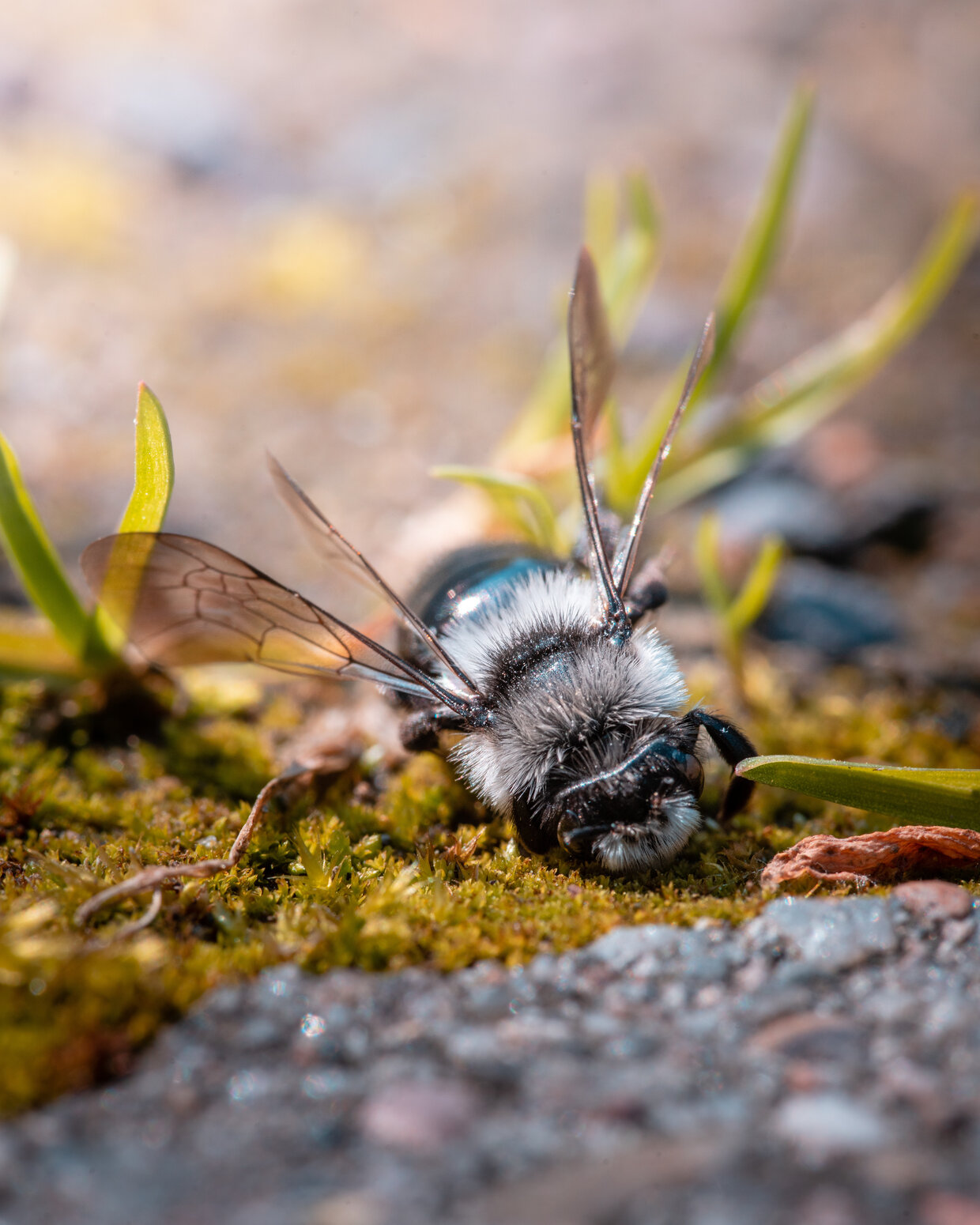 Wildbienen und Hummeln im Garten